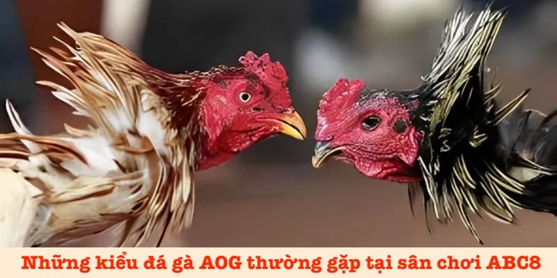 Các hình thức đá gà AOG phổ biến